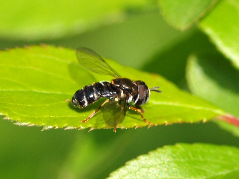 Syrphidae